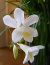 Freesia